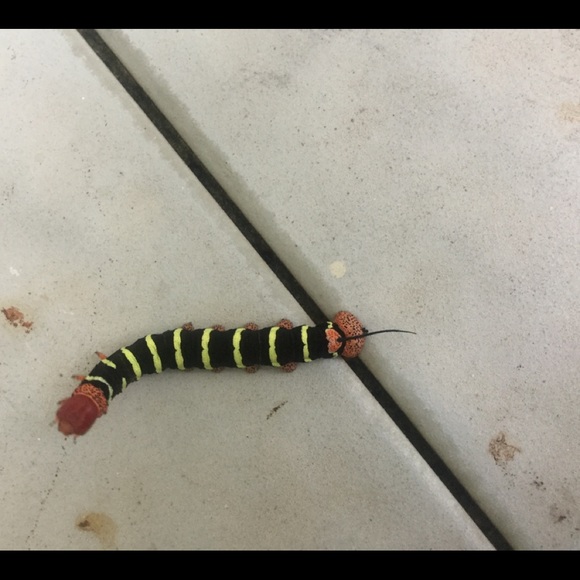 Meet your Posher, Claude - Picture 1 of 1